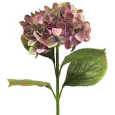 C7.cz Hortenzie - Hydrangea Rosanna fialová V66 cm