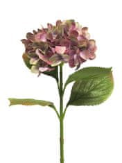 C7.cz Hortenzie - Hydrangea Rosanna fialová V66 cm