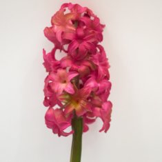 C7.cz Hyacint - hyacinthus Plouye beauty/růžový 47cm