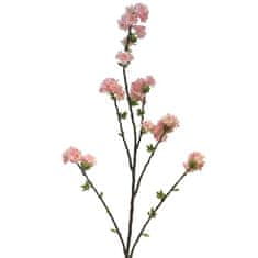 C7.cz Střemcha - Prunus Limoges velká růžová / krémová V130 cm