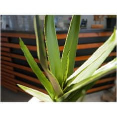 Europalms Aloe vera zelená, 50 cm