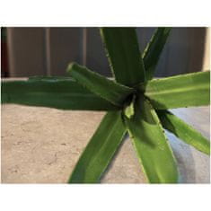 Europalms Aloe vera zelená, 50 cm