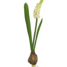 C7.cz Modřenec - Muscari s cibulkou bilý 23 cm