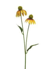 C7.cz Třapatka - Echinacea spray oranžová V54 cm