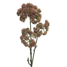 C7.cz Rozchodník - Sedum flower růžový V76 cm