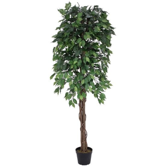 Europalms Fikus-Benjamin Multi-kmen, 180 cm