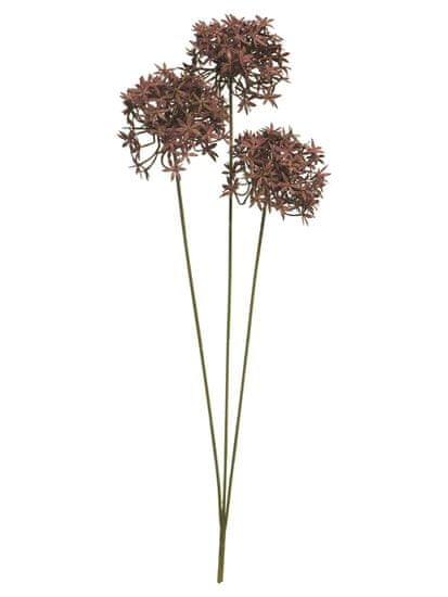 C7.cz Česnek okrasný - Allium (divoký) - Wild allium spray hnědý V63 cm