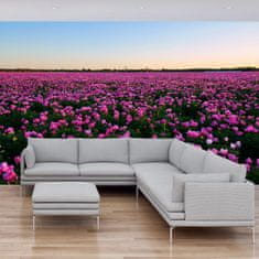 LuxusniObrazy.cz Fototapeta - Louka fialových tulipánů 245x170 cm