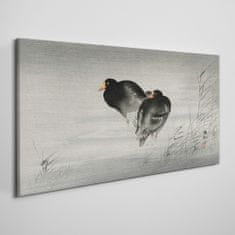 COLORAY.CZ Obraz na plátně Zvířata Birds Water 100x50 cm