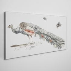 COLORAY.CZ Obraz na plátně Zvířecí pták páv mouchy 100x50 cm