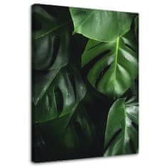 shumee Obraz na plátně, listy Monstera - 40x60