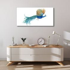 COLORAY.CZ Obraz na plátně zvířecí pták páv 100x50 cm