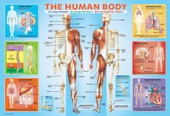 EuroGraphics Puzzle Lidské tělo 200 dílků