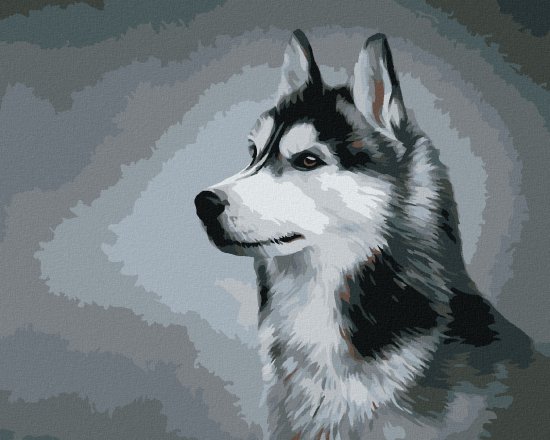 ZUTY Diamantové malování - SIBIŘSKÝ HUSKY 40x50 cm bez rámu a bez vypnutí plátna