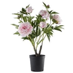 Lene Bjerre Pivoňka (Paeonia) růžová keř, 66 cm