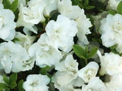 IGLACO Japonská Azalka SCHNEEPERLE- bílé květy