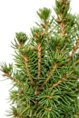 IGLACO Picea glauca 'Conica' Smrk sivý