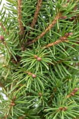 IGLACO Picea glauca 'Conica' Smrk sivý