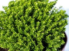 IGLACO Hebe GREEN GLOBE evergreen 0,5 l x 10 ks