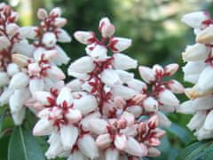 IGLACO Japonský pieris BONFIRE bílé květy