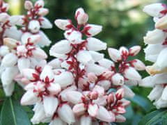 IGLACO Japonský pieris BONFIRE bílé květy