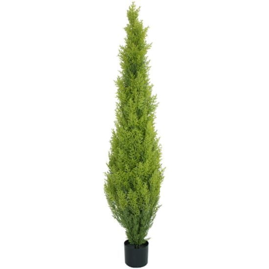 Europalms Cypřiš světlý v květináči, 120 cm