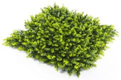 STUDIOGREEN Umělý živý plot BUXUS SEMPERVIRENS, dílec 50x50cm