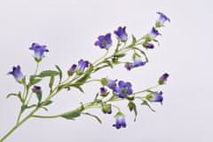 C7.cz Zvonek - Campanula fialový 92 cm