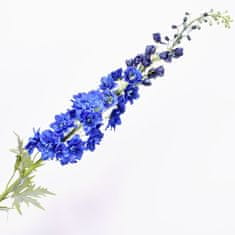 C7.cz Stračka (Ostrožka) - Delphinium modrá 137 cm