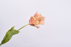C7.cz Tulipán stonek růžový/krémový 71 cm