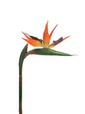 C7.cz Strelitzia malá oranžová V84cm