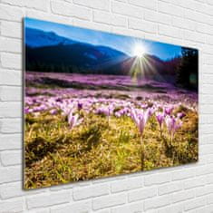 Wallmuralia Foto obraz fotografie na skle Krokusy na poli 100x70 cm 2 úchytky