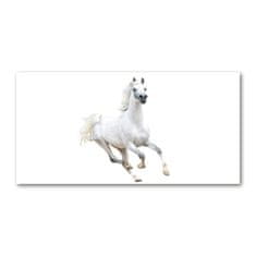 Wallmuralia Foto-obraz skleněný horizontální Bílý arabský kůň 100x70 cm 2 úchytky