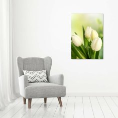 Wallmuralia Vertikální Foto obraz fotografie na skle Bílé tulipány 70x100 cm 4 úchytky