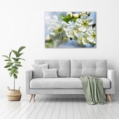 Wallmuralia Foto obraz fotografie na skle Květ višně 100x70 cm 2 úchytky