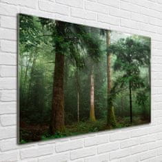 Wallmuralia Foto obraz fotografie na skle Mlha v lese 100x70 cm 4 úchytky