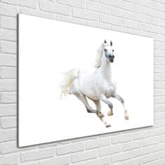 Wallmuralia Foto-obraz skleněný horizontální Bílý arabský kůň 100x70 cm 2 úchytky