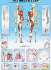 EuroGraphics EUROGRAPHICS Puzzle Lidské tělo 1000 dílků