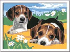 Ravensburger CreArt Malování podle čísel: Štěňata Jack Russella 24x18 cm