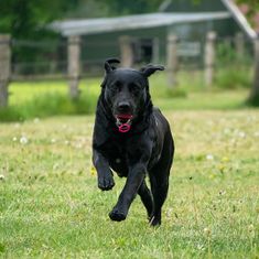 Dog Comets Blazar Jet oranžový 