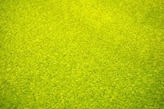 eoshop Kusový zelený koberec Eton (Varianta: 50 x 80 cm)
