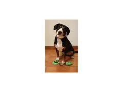Merco Doggie hračka pro psy zelená varianta 40021