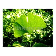 Salvia Paradise GINKO BILOBA Salvia Paradise 50 g