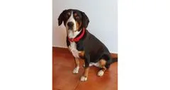 Merco Dog Leash obojek pro psy černá, XS