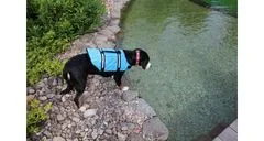 Merco Dog Swimmer plovací vesta pro psa modrá, XXL