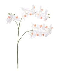 Shishi Orchidej (Phalaenopsis) bílá, 87 cm