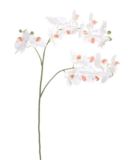 Shishi Orchidej (Phalaenopsis) bílá, 87 cm