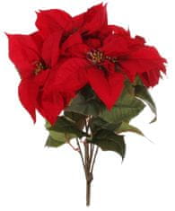 Shishi Vánoční hvězda (Pryšec nádherný) červená, 65 cm