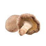 MycoMedica Shiitake prášek BIO 100 g