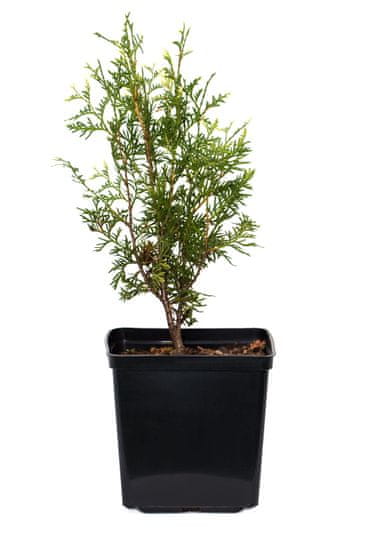 IGLACO Thuja Golden Pearl 25cm